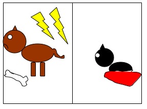 dog and cat