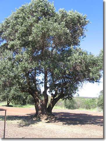 olive tree
