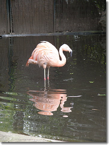 flamingo