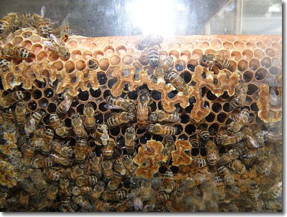 bees