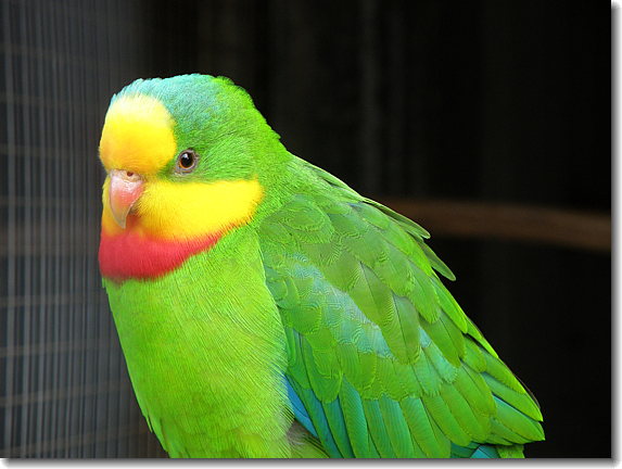 bird