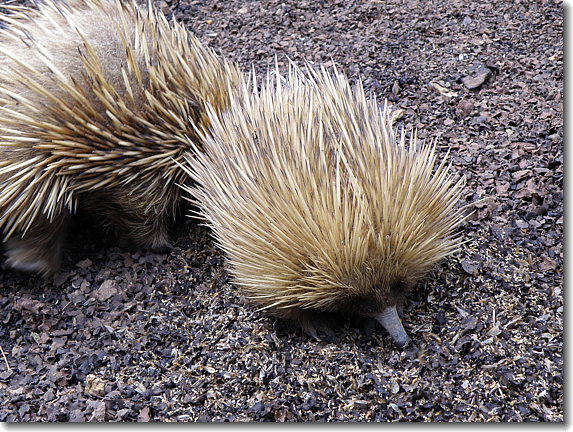 echidnas