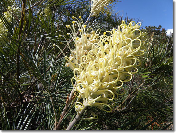 flower1