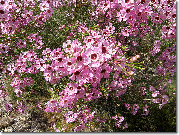 flowers2