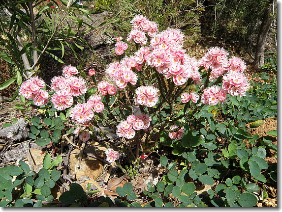 flowers3