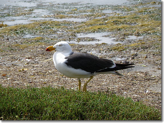Pacific Gull