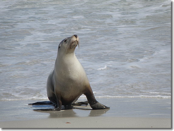 Seal