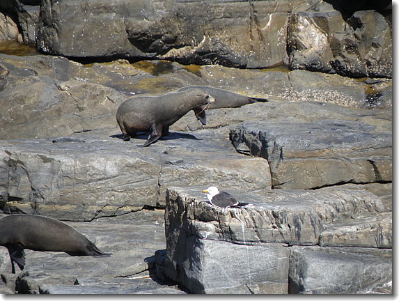 seal 1