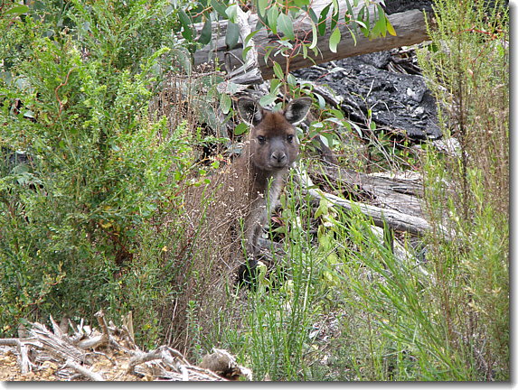 wallaby