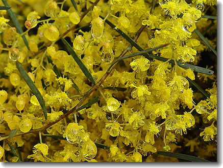 wattle